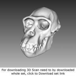 3D Scan of Skull #1